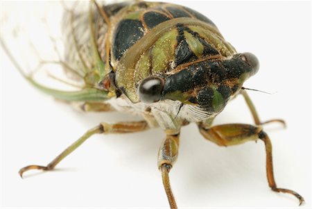 simsearch:700-00477662,k - Close-Up of Cicada Stock Photo - Rights-Managed, Code: 700-00194430