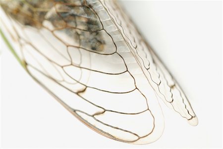 simsearch:700-00194432,k - Close-Up of Cicada Wings Stock Photo - Rights-Managed, Code: 700-00194431