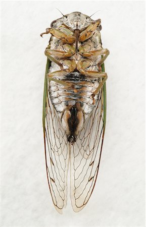 simsearch:700-00194432,k - Upside-Down Cicada Stock Photo - Rights-Managed, Code: 700-00194432