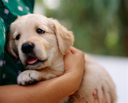 simsearch:700-00198258,k - Woman Holding Puppy Stock Photo - Rights-Managed, Code: 700-00195608