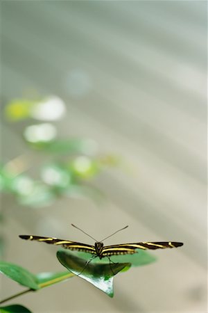 simsearch:700-00477662,k - Butterfly on Leaf Stock Photo - Rights-Managed, Code: 700-00197683