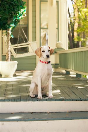simsearch:700-00198258,k - Dog on Porch Stock Photo - Rights-Managed, Code: 700-00198260