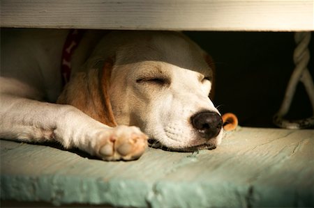 simsearch:700-00198258,k - Dog Sleeping Stock Photo - Rights-Managed, Code: 700-00198277