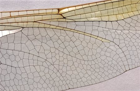 simsearch:700-00194432,k - Close-Up of Dragonfly Wing Stock Photo - Rights-Managed, Code: 700-00198598