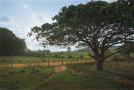 field cuba - Tree by Dirt Road Vinales, Cuba Stock Photo - Rights-Managed, Code: 700-00198696