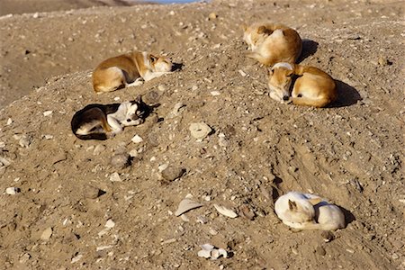 stray dog - Dogs Sleeping in Sun Stock Photo - Rights-Managed, Code: 700-00199662