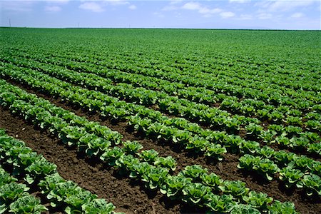 salinas - Field of Cabbages Salinas County, California USA Stock Photo - Rights-Managed, Code: 700-00199803