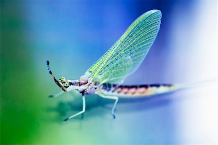 simsearch:700-00194432,k - Mayfly Stock Photo - Rights-Managed, Code: 700-00190398