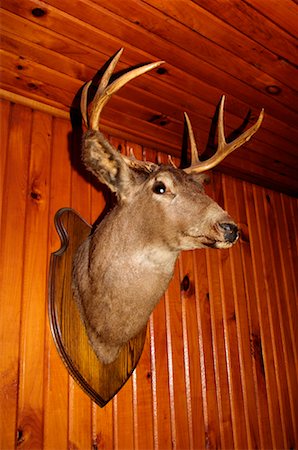 deer hunt - Deer Head on Wall Stock Photo - Rights-Managed, Code: 700-00193815