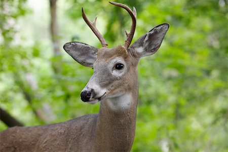 Deer Stock Photo - Rights-Managed, Code: 700-00193832