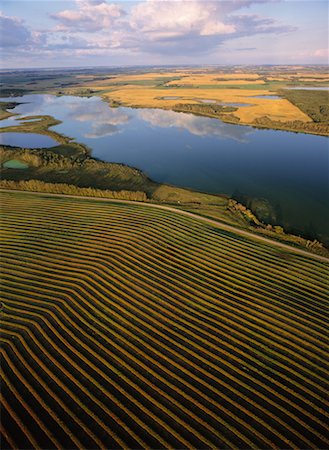 Canola Fields, Shoal Lake Manitoba, Canada Stock Photo - Rights-Managed, Code: 700-00267636