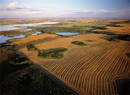 Canola Fields, Shoal Lake Manitoba, Canada Stock Photo - Rights-Managed, Code: 700-00267638