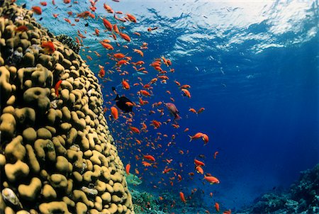 simsearch:841-06617132,k - Fish and Coral Reef Red Sea, Egypt Stock Photo - Rights-Managed, Code: 700-00268161