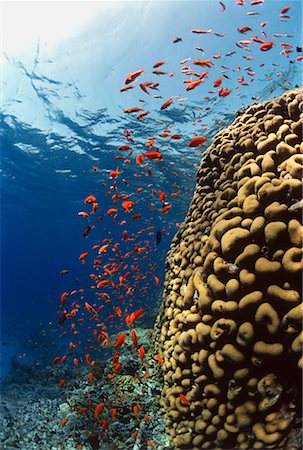 simsearch:841-06617132,k - Fish and Coral Reef Red Sea, Egypt Stock Photo - Rights-Managed, Code: 700-00268162