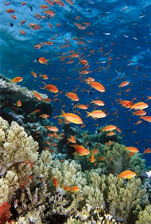 simsearch:841-06617132,k - Anthias Fish and Coral Stock Photo - Rights-Managed, Code: 700-00268171