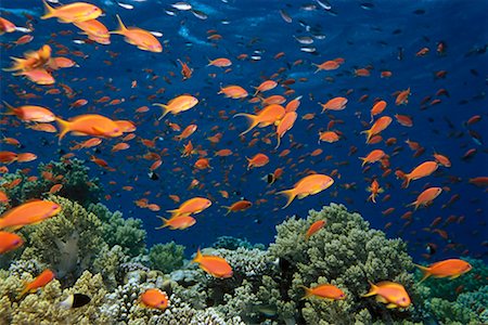 simsearch:841-06617132,k - Anthias Fish and Coral Stock Photo - Rights-Managed, Code: 700-00268172