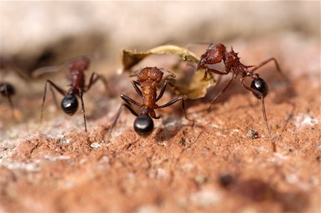 simsearch:700-00481653,k - Ants Carrying Leaf Stock Photo - Rights-Managed, Code: 700-00268229