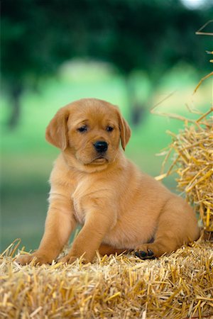 simsearch:700-00198258,k - Yellow Labrador Retriever Puppy Stock Photo - Rights-Managed, Code: 700-00262835