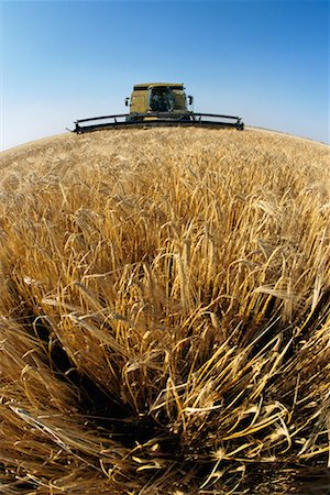 Combine Harvesting Barley Stock Photo - Rights-Managed, Code: 700-00262857