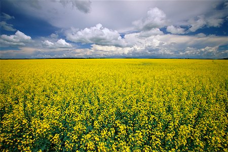 Overview of Canola Field Stock Photo - Rights-Managed, Code: 700-00262861