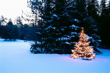 pictures of evergreen trees in ontario - Christmas Tree Stock Photo - Rights-Managed, Code: 700-00275066