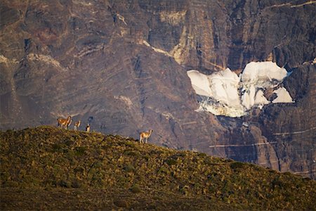 simsearch:700-00481653,k - Guanacos in Torres del Paine National Park, Patagonia Chile Stock Photo - Rights-Managed, Code: 700-00285168
