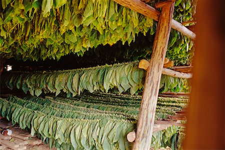 Tobacco Drying Stock Photo - Rights-Managed, Code: 700-00280604