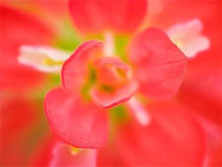 Close-Up of Flower Stock Photo - Rights-Managed, Code: 700-00317296