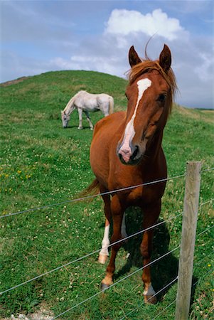 simsearch:400-05745462,k - Horses Stock Photo - Rights-Managed, Code: 700-00345176