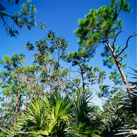 simsearch:700-00157939,k - National Wildlife Refuge Big Pine Key, Florida, USA Stock Photo - Rights-Managed, Code: 700-00357829