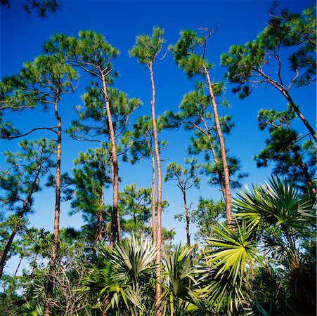 simsearch:700-00157939,k - National Wildlife Refuge Big Pine Key, Florida, USA Stock Photo - Rights-Managed, Code: 700-00357830