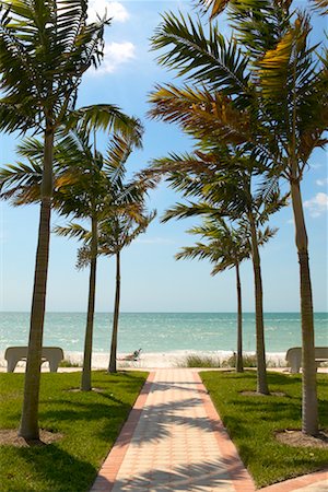 simsearch:841-03672349,k - Palm Trees, Path and Beach Naples, Florida, USA Stock Photo - Rights-Managed, Code: 700-00350165