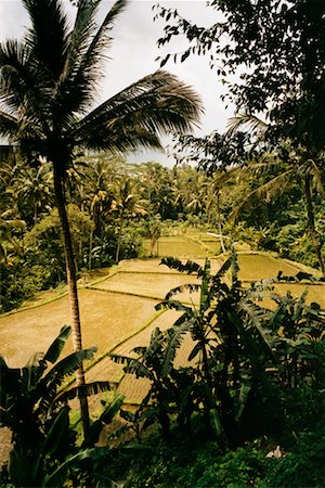 Rice Field Under Water Ubud, Bali, Indonesia Stock Photo - Rights-Managed, Code: 700-00364303