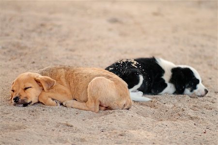 stray dog - Dogs Sleeping on Beach Stock Photo - Rights-Managed, Code: 700-00365648
