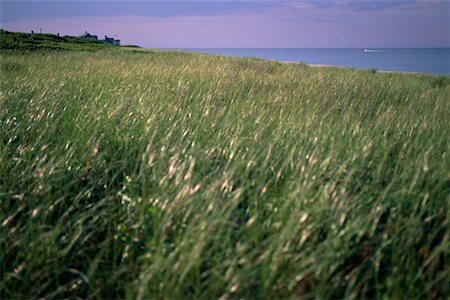 Dune Grass and Ocean Stock Photo - Rights-Managed, Code: 700-00367917