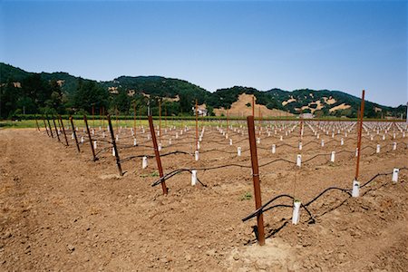 simsearch:700-00515479,k - Vineyard in Napa Valley California, USA Foto de stock - Con derechos protegidos, Código: 700-00361304