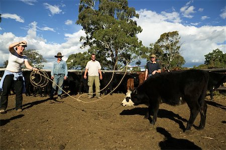 Woman Lassoing Cow Stock Photo - Rights-Managed, Code: 700-00363198