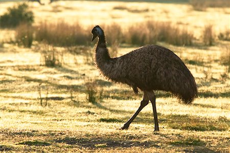 simsearch:700-00090919,k - Emu in Field Wilsons Promontory National Park Victoria, Australia Stock Photo - Rights-Managed, Code: 700-00363242