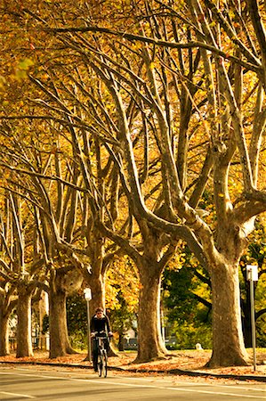 Cyclist on Tree-Lined Road Royal Botanic Gardens, Melbourne, Victoria, Australia Stock Photo - Rights-Managed, Code: 700-00363265