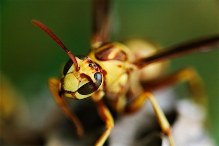simsearch:700-00194432,k - Paper Wasp Stock Photo - Rights-Managed, Code: 700-00378117