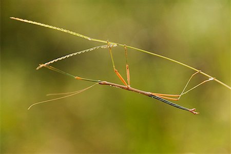 Stick Insect Stock Photo - Rights-Managed, Code: 700-00378111