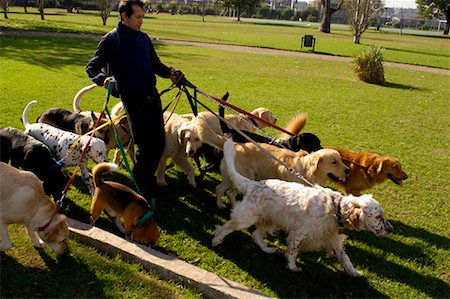 dog walker - Dog Walker Stock Photo - Rights-Managed, Code: 700-00371299