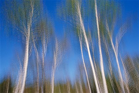 simsearch:700-00182848,k - Birch Trees Stock Photo - Rights-Managed, Code: 700-00371848