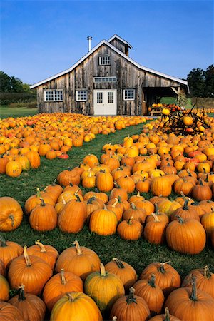 roy ooms - Pumpkin Farm Stock Photo - Rights-Managed, Code: 700-00404095