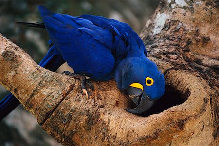 simsearch:700-00168646,k - Hyacinth Macaw in Tree, Pantanal, Brazil Stock Photo - Rights-Managed, Code: 700-00424284