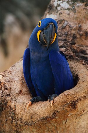 simsearch:700-00168646,k - Hyacinth Macaw in Tree, Pantanal, Brazil Stock Photo - Rights-Managed, Code: 700-00424286