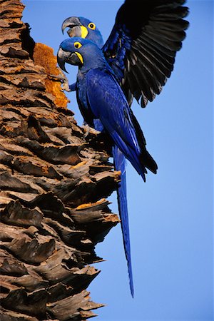 simsearch:700-00168646,k - Hyacinth Macaws in Tree, Pantanal, Brazil Stock Photo - Rights-Managed, Code: 700-00424288