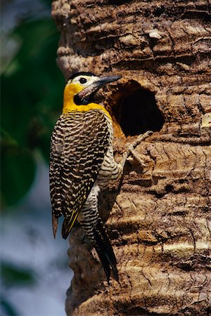 simsearch:700-00168646,k - Campo Flicker at Nest, Pantanal, Brazil Stock Photo - Rights-Managed, Code: 700-00424291