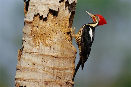 simsearch:700-00168646,k - Lineated Woodpecker at Nest, Pantanal, Transpantaneira, Brazil Stock Photo - Rights-Managed, Code: 700-00424319