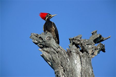 simsearch:700-00168646,k - Lineated Woodpecker on Tree, Pantanal, Transpantaneira, Brazil Stock Photo - Rights-Managed, Code: 700-00424321